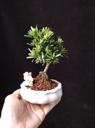 ❇️ 原生小米葉 羅漢松❇️  掌上盆景  連 花盆   plant  Bonsai 植物 新年 盆栽 小樹  年花 禮物 gift  連招財貓【實拍。只此一盆】