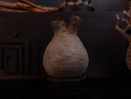 象牙宮(中)無葉/仿生植物/塊根/居家擺飾/水泥飾品