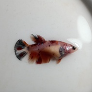 Ikan Cupang Female Betina Nemo Galaxy Siap Breed BWW-106