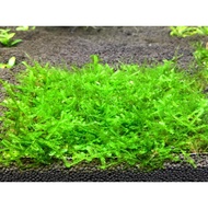 Java Moss / Vesicularia dubyana (Aquatic Moss / Bonsai)