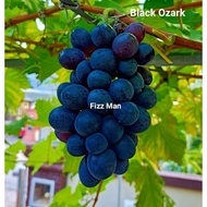 Anak Pokok Anggur (Black Ozark)