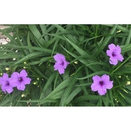 Ruellia simplex purple, pink flower 3 stem without root(3 batang bunga ruellia tiada akar),蓝花草3枝无根