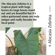 (Real Plant) Alocasia Zebrina keladi pokok hidup hiasan rumah live indoor houseplant tumbuhan kebun 