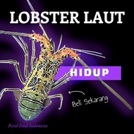 LOBSTER BAMBU HIDUP 1Kg (Isi 3 Ekor) 300up | Spiny Lobster Live