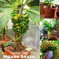 Bibit Pohon Pisang Brazil Pendek berbuah Tambulanpot