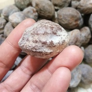 muncang adu mantili besar ori