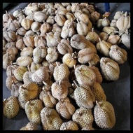 Durian Bulat Utuh Montong Palu Parigi 6Kg X 75Rb Best Quality