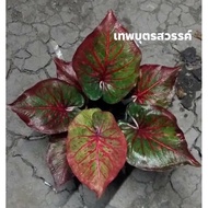 Keladi Thephbut Sawan / Caladium Thephbut Sawan