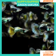 RFA High Grade Green Sakura Guppy Ikan Hidup Guppy