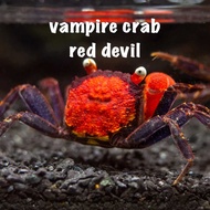 vampire crab red devil aquarium decoration