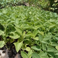 Bibit tanaman herbal nilam | dilem | bahan minyak wangi