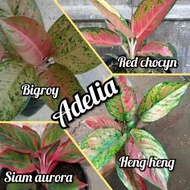 PAKET AGLONEMA