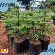 1 Meter Pentris Cypress Ornamental Plant - 1 Meter Norflok Cypress Plant Up Discount