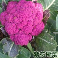 特色紫花椰菜種子 種籽春季四季大田花菜種籽菜種籽菜花種蔬菜種子 種籽