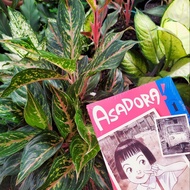 Naoki Urasawa: Asadora! 1