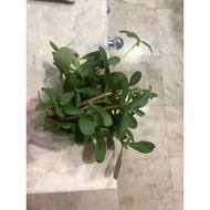 ♞,♘,♙Climbing Creeping Fig Ficus Pumila Indoor Outdoor Plant Net Plastic Trellis