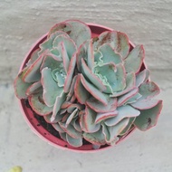 【荳荳多肉】【紅孔雀綴化】喬遷│送禮│升遷│多肉植物