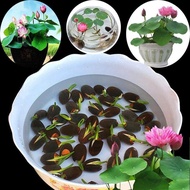 LOCAL READY STOCK-40pcs/bag Lotus Water Lily Bonsai Seed Garden Hobbies Multiple Colour Flower Seeds Vegetable Live Plants Air Plant Seed Benih Pokok Mini Lotus Seeds Lotus Seed Malaysia Benih Pokok Bunga Indoor Plants Real