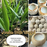 BIBIT KELAPA PANDAN WANGI F1 THAILAND / TANAMAN KELAPA PANDAN WANGI