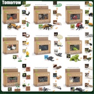 TOM Life Cycle Animal Figurines Insect Animal Plant Growth Cycle Toys Preschool Learning Teaching Aids For Kindergarten