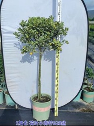 花葉青檸檬樹｜果樹植物盆栽庭院公園綠地景觀