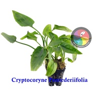 Aquatic Live Plants (Cryptocoryne Pontederiifolia) 82 (POT)