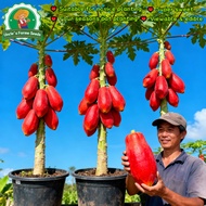 Delicious Dwarf Red Papaya Seeds for Sale (10pcs Seeds for Planting) Biji Benih Betik Organic Fruit 