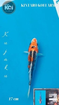 Ikan Koi Kujaku Size 17 Cm Import Kintaro Koi Farm Jepang Harga Promo