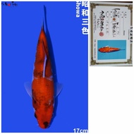 Showa ISA Farm Koi Import Jepang Ikan Koi Impor Serti Breeder 17cm