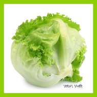 Vege Seeds (30pcs) / Iceberg Lettuce