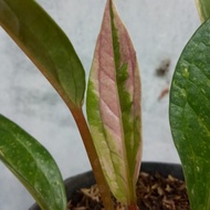 anthurium jemani varigata  ( ada pink nya )