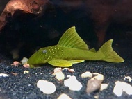 【Sus Aquatic】L200 GREEN PHANTOM PLECO / HEMIANCISTRUS SUBVIRIDIS - 绿宝石异形 【 #PDSA8164 】