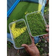 Benih Azolla | Pokok air terapung
