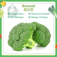 【20 Seed】Green Tropical Broccoli Seeds Benih Brokoli - 西兰花种子 broccoli seeds