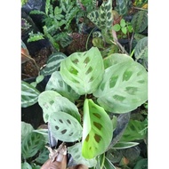 SALEFLOWERS﹍✉✔Available live plants for sale (Calathea Rabbit foot)