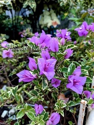 Rare!!! Rooted Bougainvillea Hawaii Violet