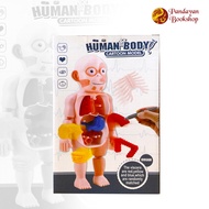 Human Body Cartoon Model HM986