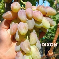 Anggur Variety Dixon