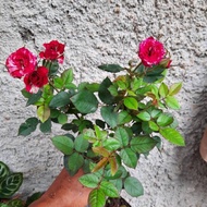 POHON BUNGA MAWAR-tanaman bunga mawar bunga ros