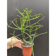 Pencil Cactus Live Plant - Fresh Gardening Indoor Plant Outdoor Live Plant