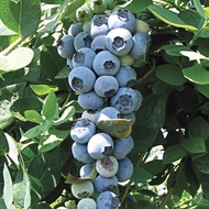25 เมล็ด บูลเบอร์รี่ เมล็ดเบอรรี่ Blueberry Seeds สายพันธุ์ Emerald Southern Highbush