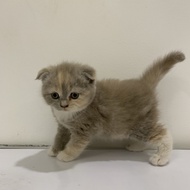 Kucing Scottish Fold Maine Coon Mix 2 Bulan Betina