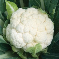 10 White Cauliflower Seeds, Superior Quality White Cauliflower Seeds, Superior White Cauliflower See