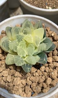 實生毛玉露錦(多肉植物，塊根植物，球根植物，龍舌蘭，大型多肉植物，仙人掌，仙人球，仙人頭，石化，綴，菊水，海鮮，草球，牡丹，玉露，室內外，戶外，夠光)