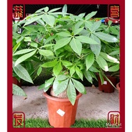 PACHIRA BIG STEAM BSB