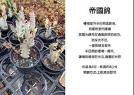 心栽花坊-帝國錦/帝錦/白化帝錦/帝國錦仙人掌/3吋盆/多肉植物/綠化植物/室內植物/觀葉植物/售價60特價50