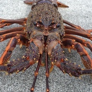 sale Lobster Laut 1Kg ( isi 2 Ekor) Hidup berkualitas