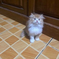 kucing persia oren putih jantan