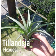 Airplant - Tillandsia Flexuosa