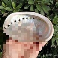 Ornaments Fish Tank Polishing Specimens New Zealand Abalone Shells Window Natural Collection Landsca